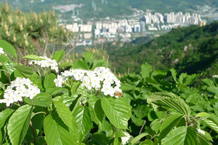 이미지를 클릭하시면 원본크기로 보실수 있습니다.