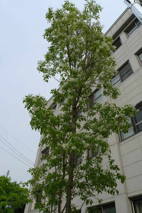 이미지를 클릭하시면 원본크기로 보실수 있습니다.
