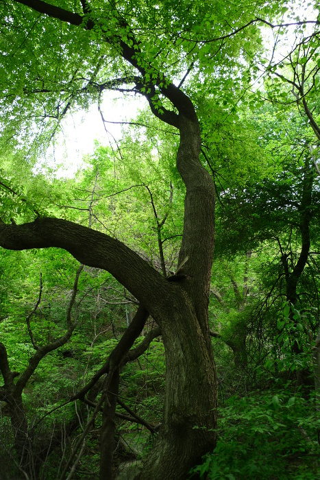 이미지를 클릭하시면 원본크기로 보실수 있습니다.