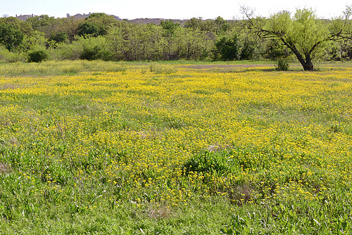 yellow_prairie