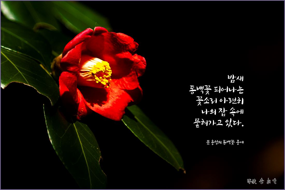 밤새 동백 꽃 피어나는 꽃 소리 ::: 82cook.com